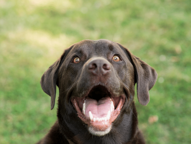 Cat & Dog Dental Exams The What, Why, & How Sploot Vets
